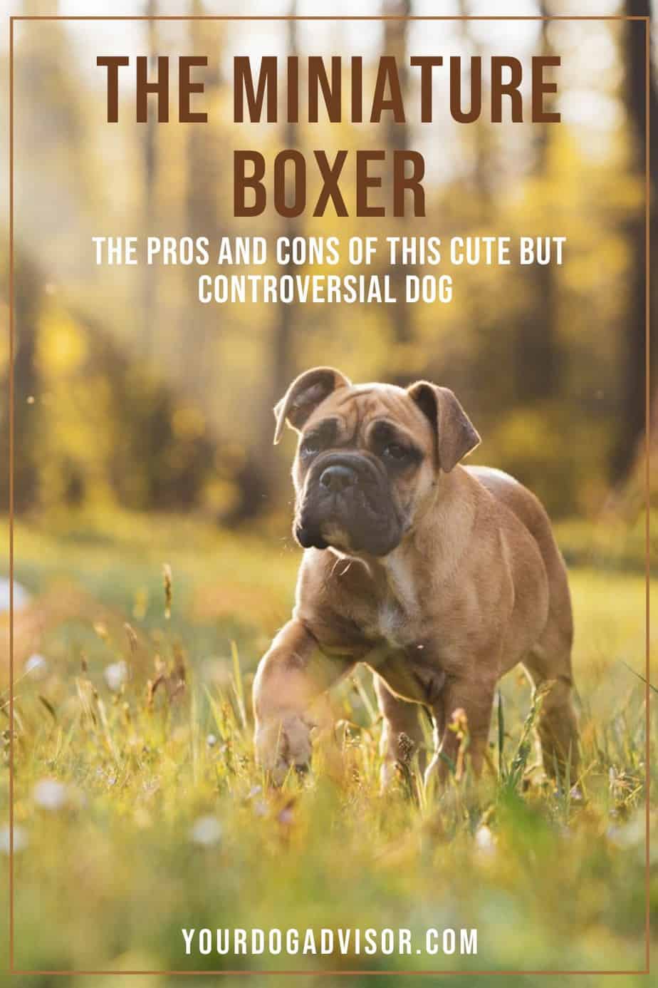 The Miniature Boxer The Pros and Cons of this Cute But Controversial
