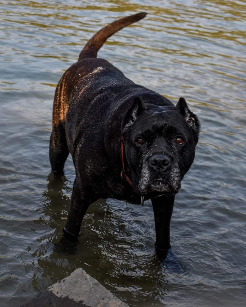 The Cane Corso Price - What Is The True Cost Of Buying And Raising A Cane Corso Dog? | Your Dog Advisor
