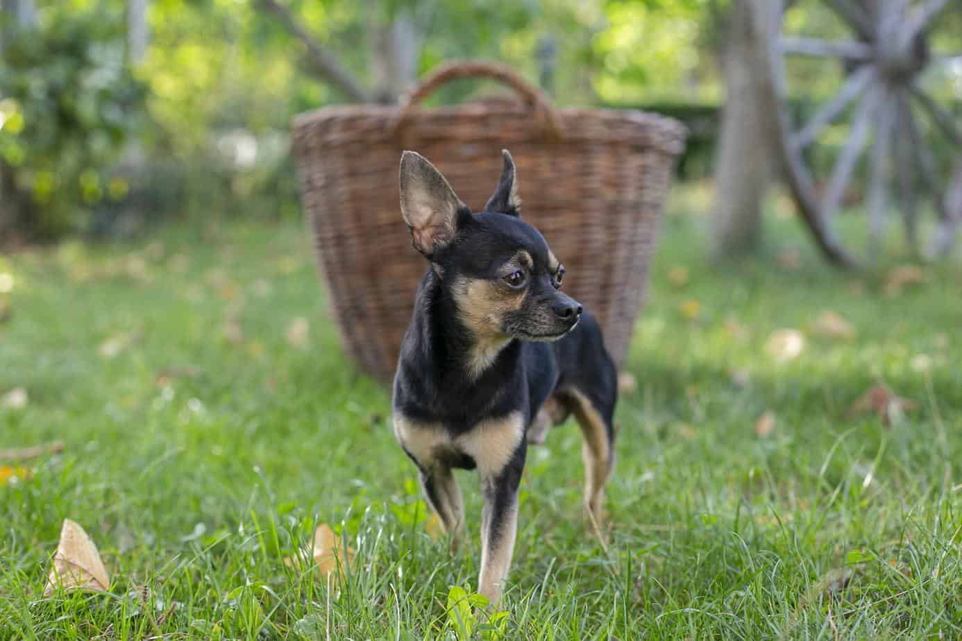 Should You Get A Miniature Pinscher Chihuahua Mix? We’ll Help You