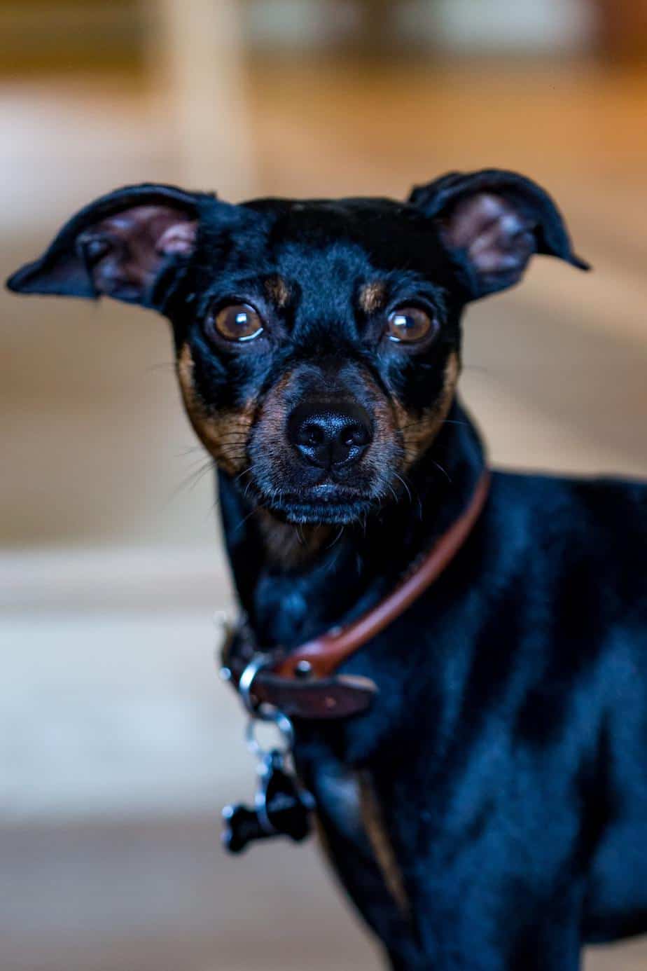 Should You Get A Miniature Pinscher Chihuahua Mix? We’ll Help You