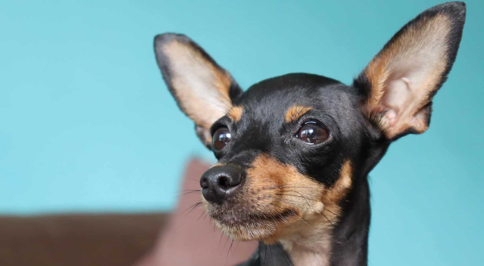 Should You Get A Miniature Pinscher Chihuahua Mix? We’ll Help You