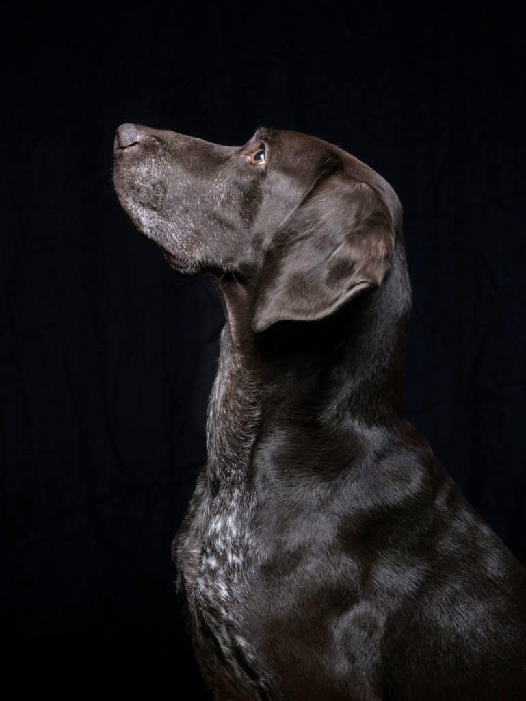German Shorthaired Pointer Lab Mix Breed Information Guide Your Dog