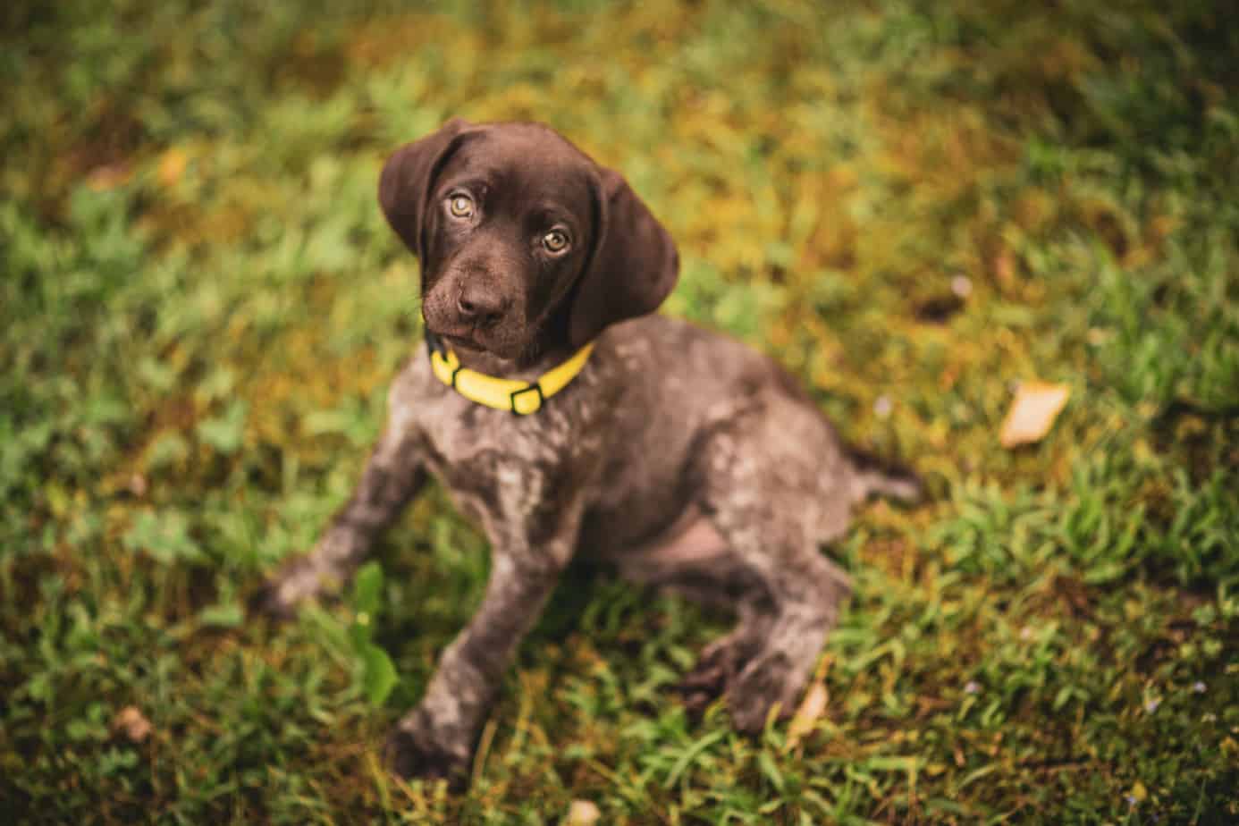 German Shorthaired Pointer Lab Mix Breed Information Guide Your Dog