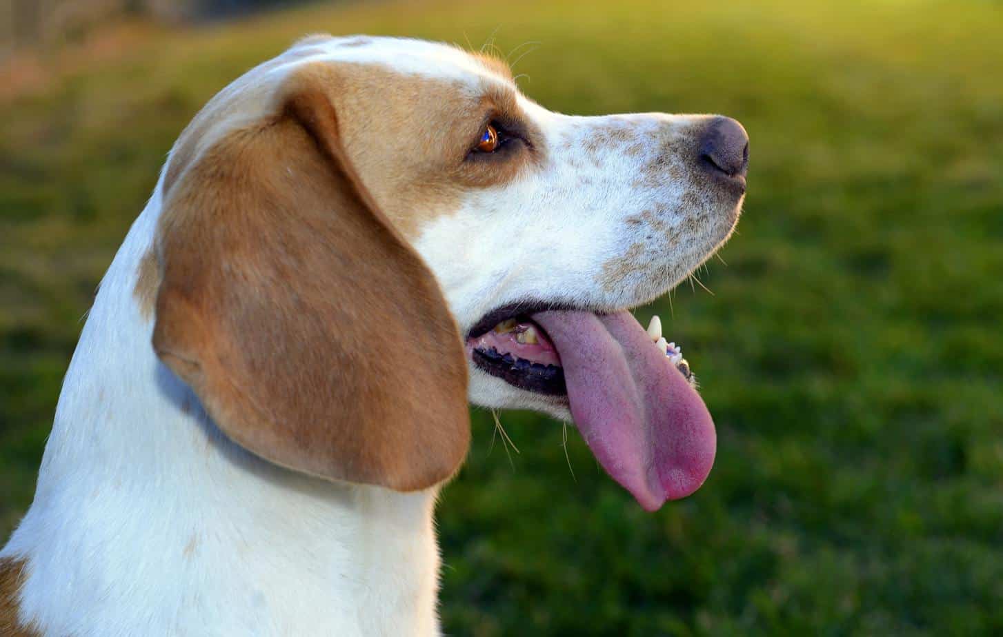 The Beagador Beagle Lab Mix Breed Information Your Dog Advisor