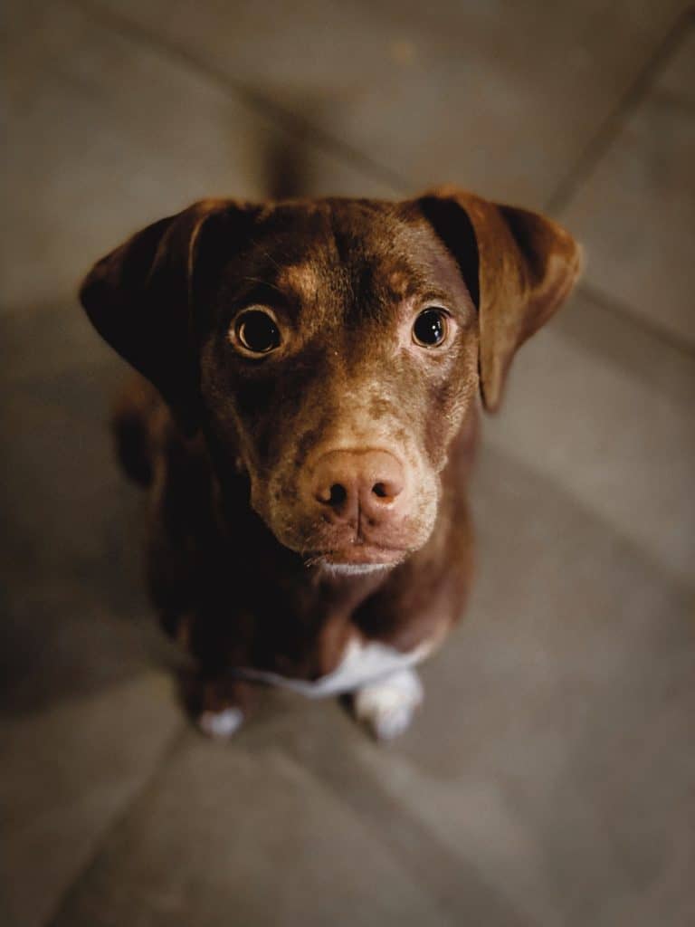 The Blue Heeler Lab Mix - Is This The Right Dog For You? | Your Dog Advisor