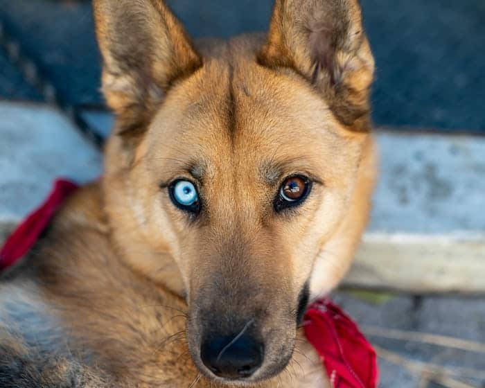 15 German Shepherd Mix Dogs You’ll Fall In Love With Your Dog Advisor