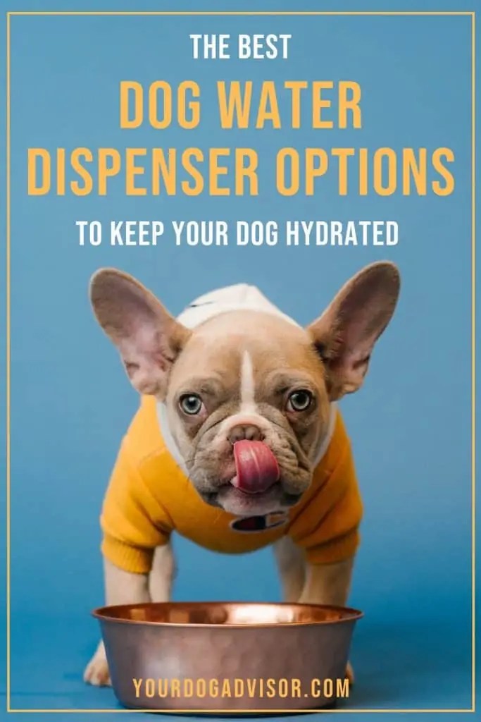 Best Dog Water Dispenser Options To Keep Your Dog Hydrated Your Dog