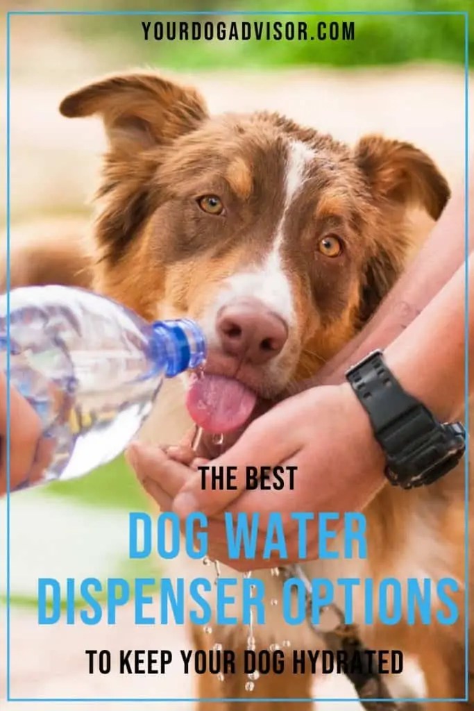 Best Dog Water Dispenser Options To Keep Your Dog Hydrated Your Dog