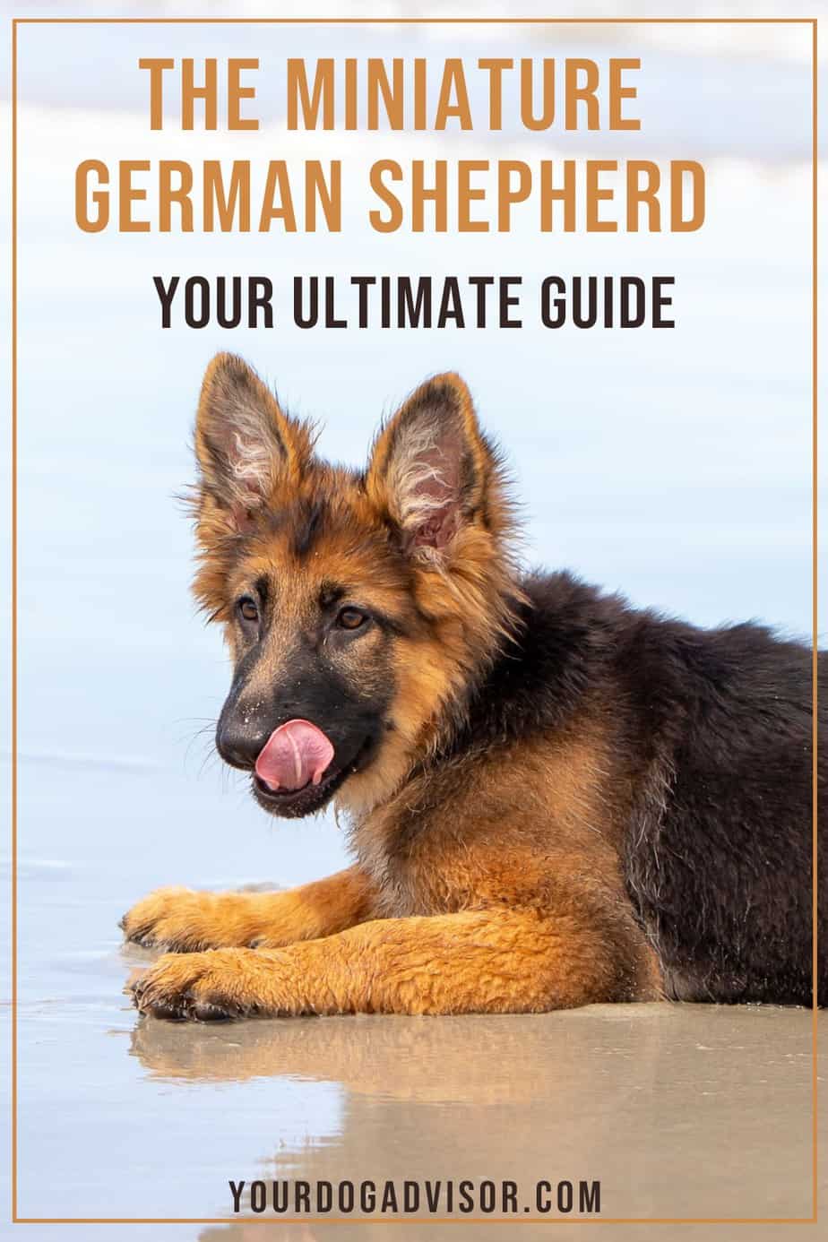 The Miniature German Shepherd Your Ultimate Guide Your Dog Advisor