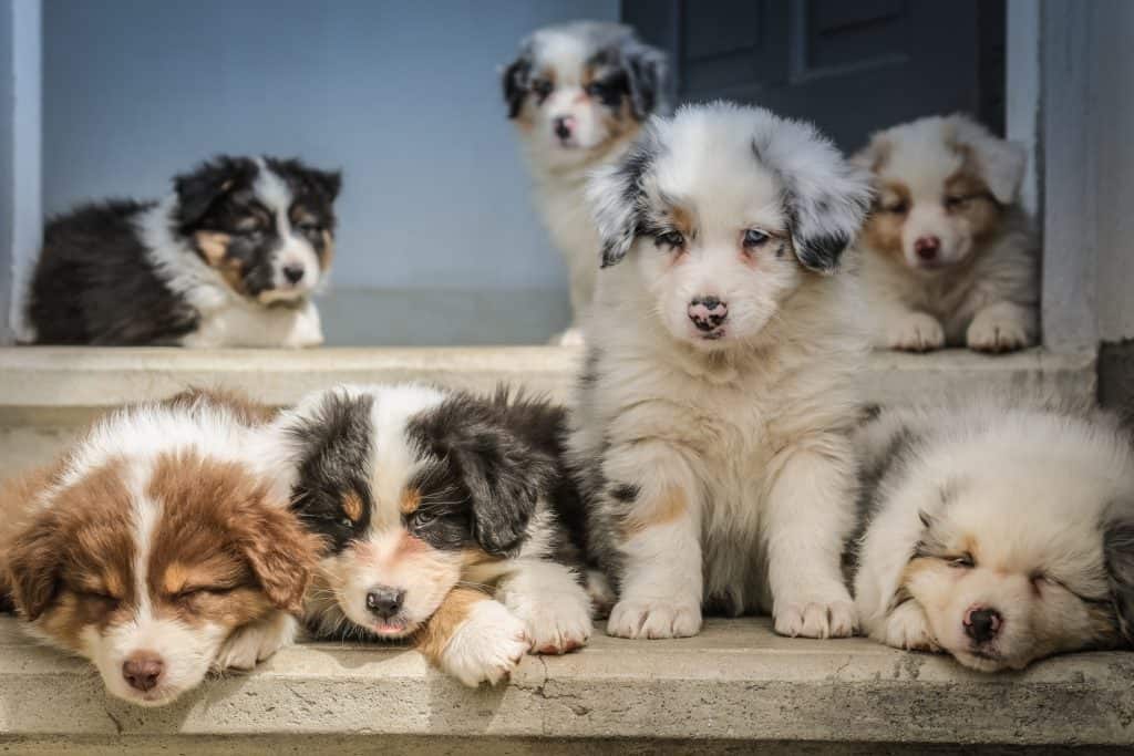 Australian Shepherd Price Guide - How Much Does An Australian Shepherd Cost? | Your Dog Advisor