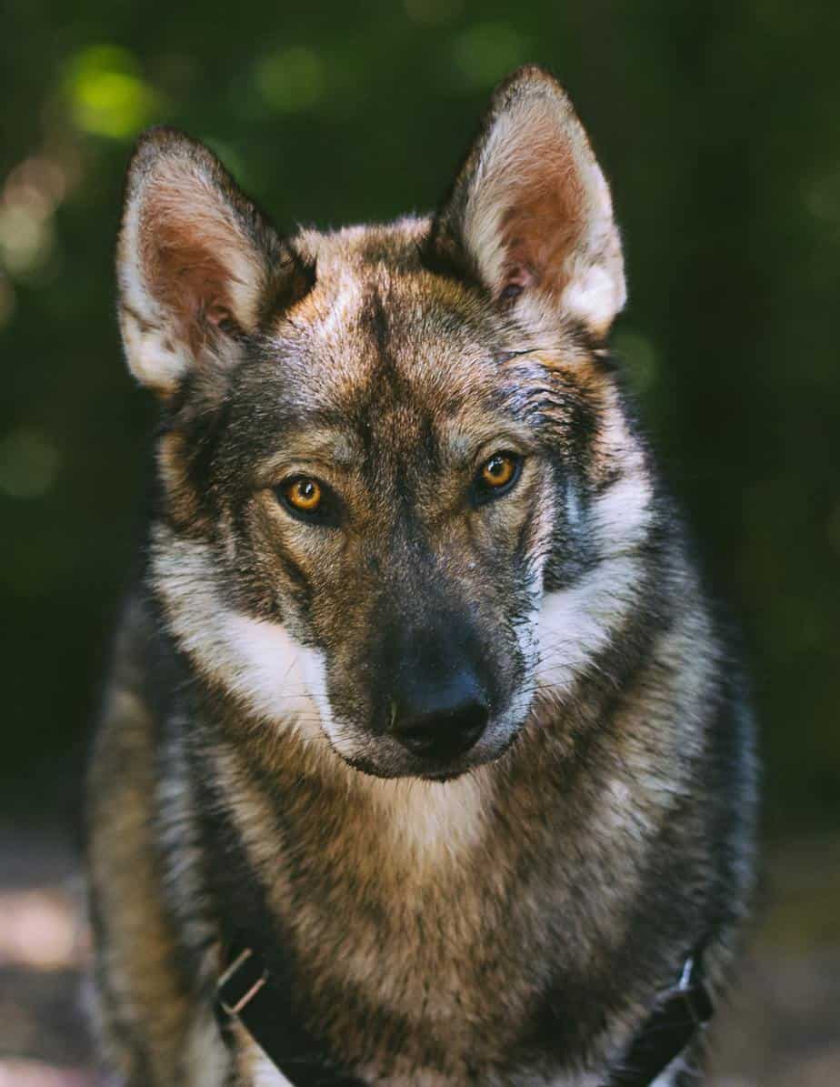 What You Should Know Before You Invest In A German Shepherd Wolf Mix