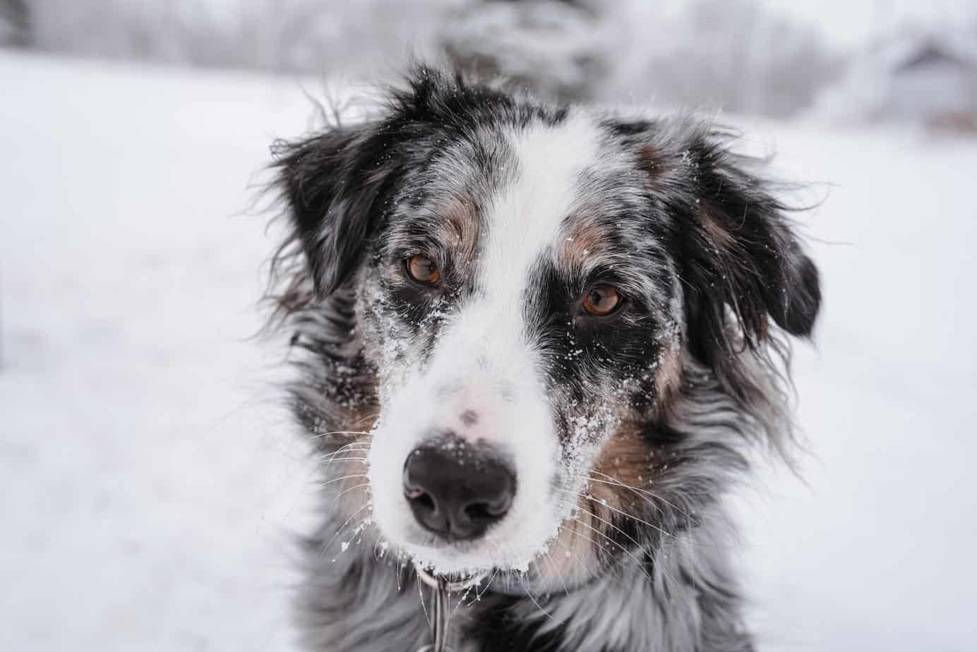 Australian Shepherd Price Guide How Much Does An Australian Shepherd