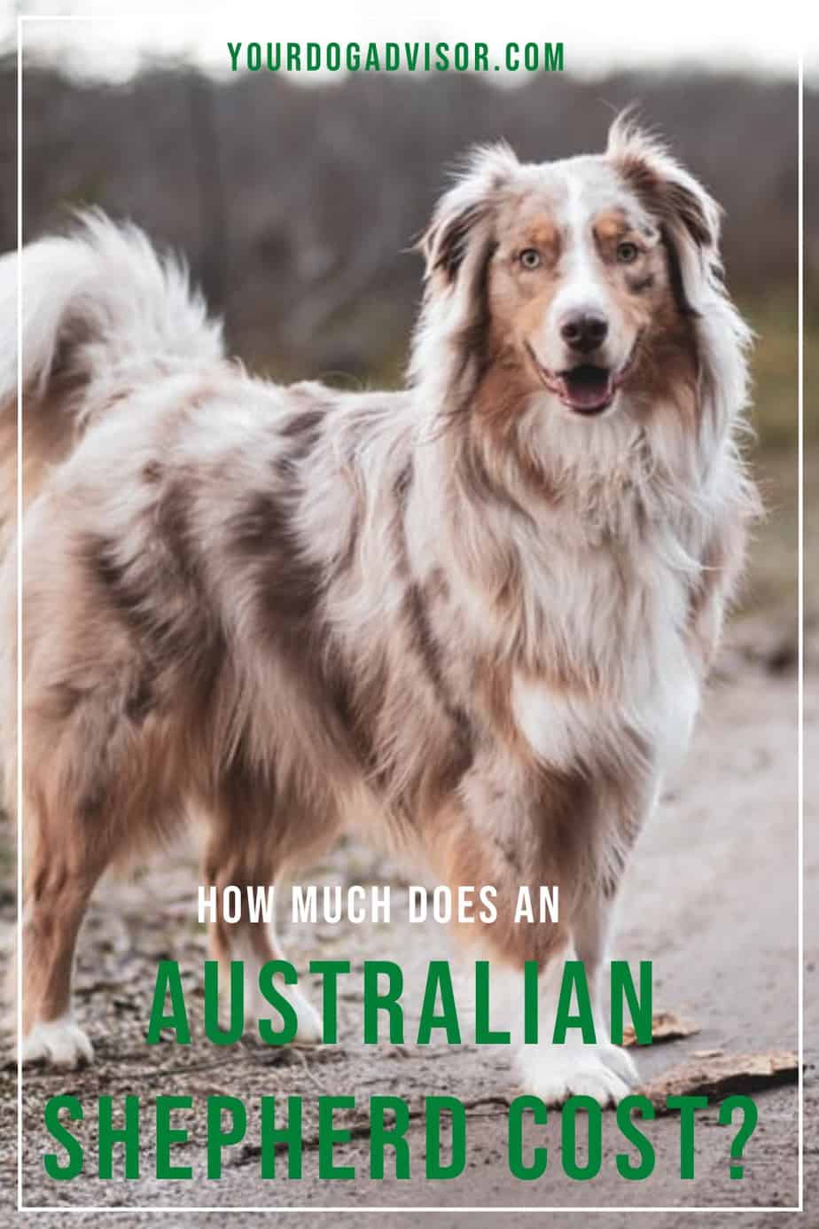 Australian Shepherd Price Guide How Much Does An Australian Shepherd