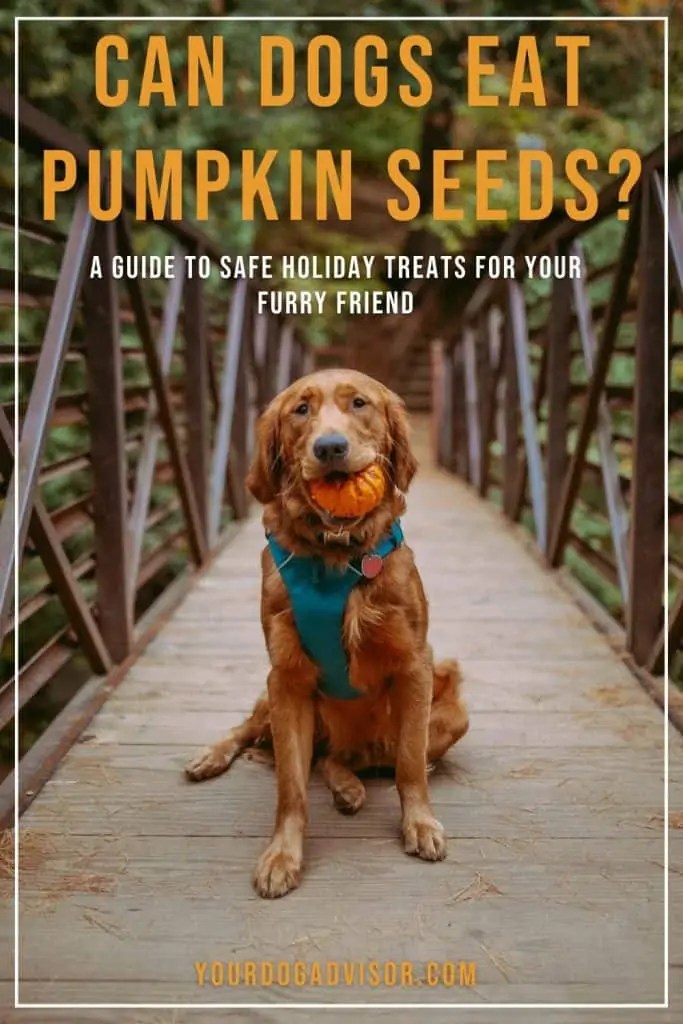 Can Dogs Eat Pumpkin Seeds? A Guide To Safe Holiday Treats For Your