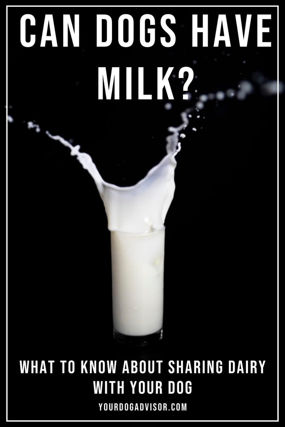 Can Dogs Have Milk? What To Know About Sharing Dairy With Your Dog