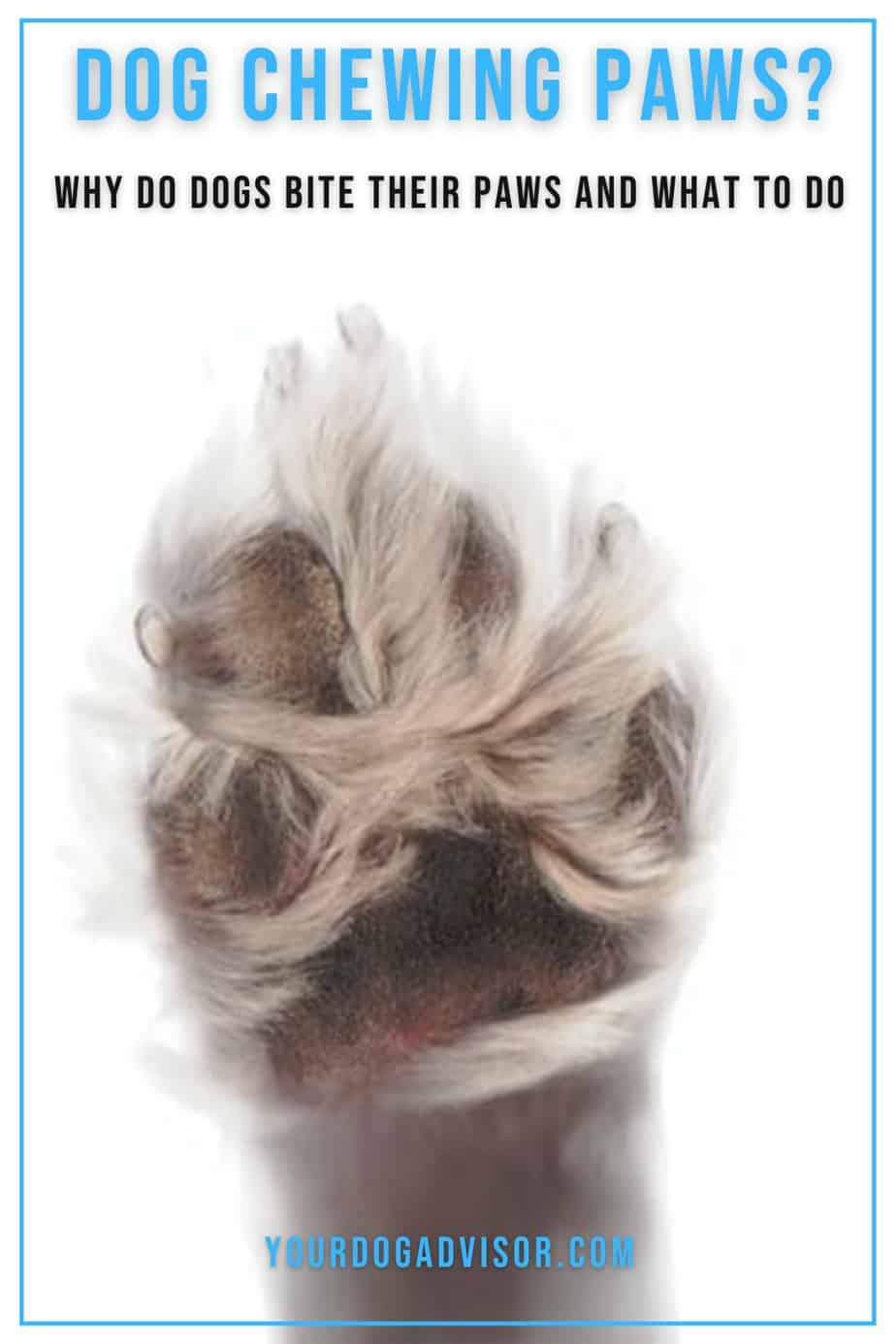 Dog Chewing Paws? Why Do Dogs bite Their Paws and What To Do Your Dog