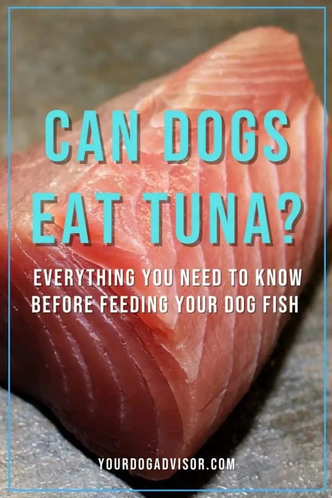 Can Dogs Eat Tuna? Your Dog Advisor
