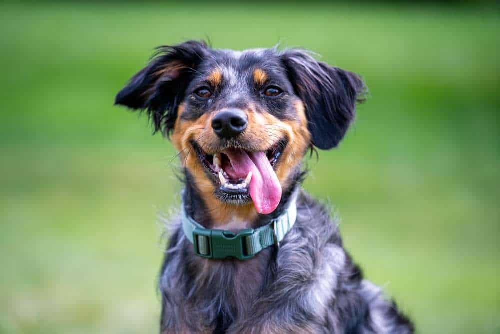 The Australian Shepherd Lab Mix Your Ultimate Breed Information Guide