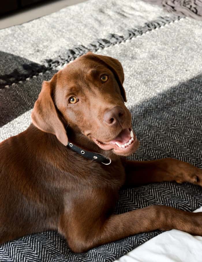 The Rhodesian Ridgeback Lab Mix Is This The Right Dog For You? Your