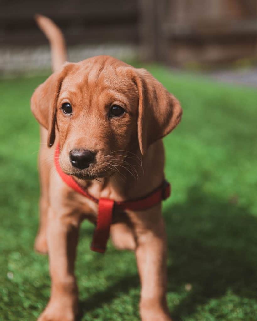 The Rhodesian Ridgeback Lab Mix Is This The Right Dog For You? Your