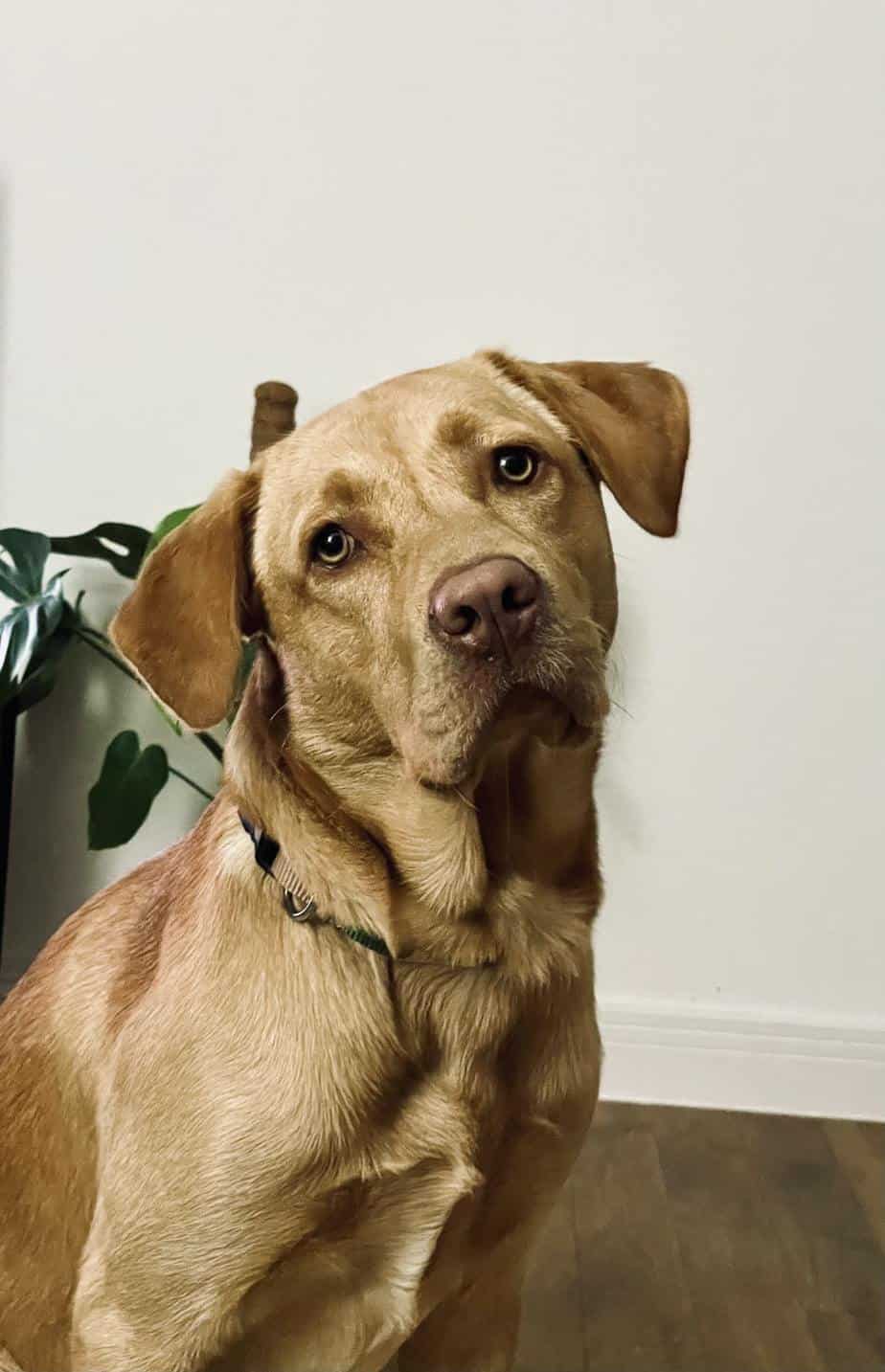 The Rhodesian Ridgeback Lab Mix Is This The Right Dog For You? Your