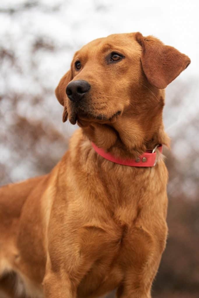 The Rhodesian Ridgeback Lab Mix Is This The Right Dog For You? Your