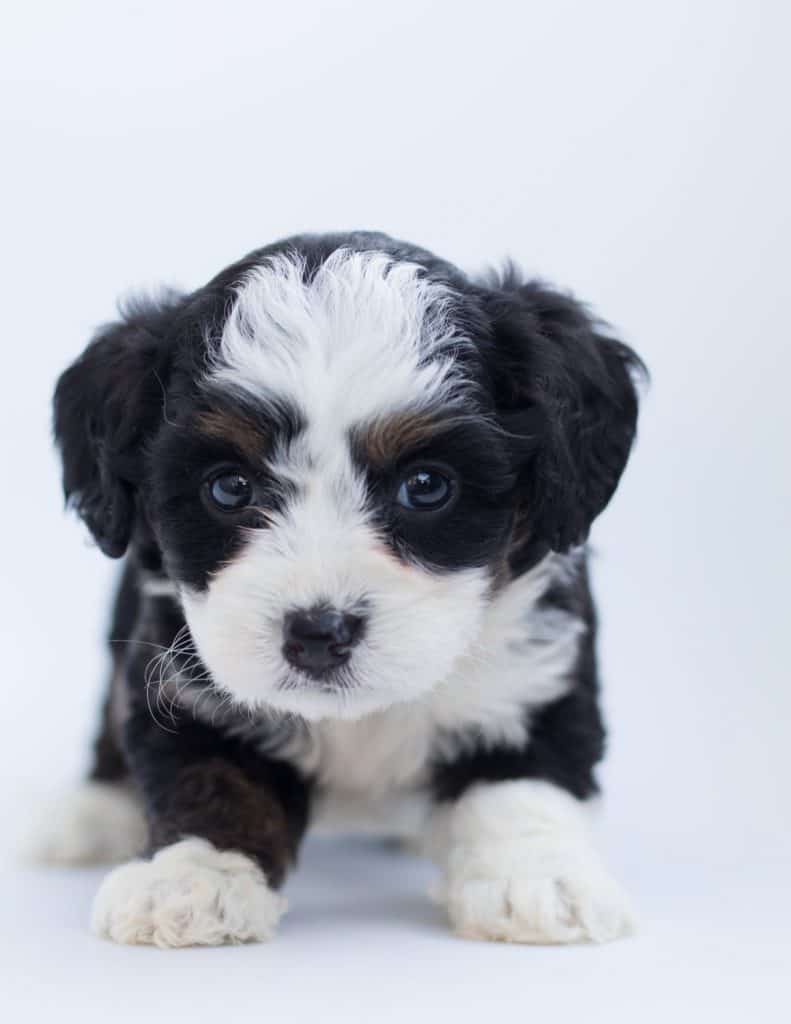 The Mini Aussiedoodle 12 Things You Should Know Your Dog Advisor