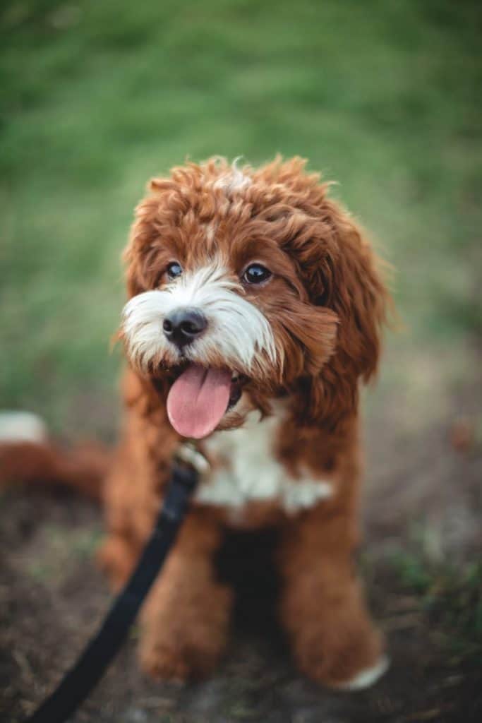 How Much Is A Cavapoo? A Breakdown Of Cavapoo Prices Your Dog Advisor