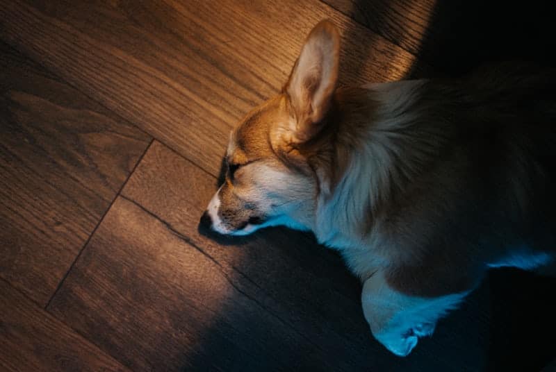 Why Your Dog Pees While Sleeping Common Causes and Solutions Your