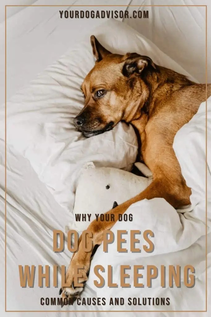 Why Your Dog Pees While Sleeping Common Causes and Solutions Your