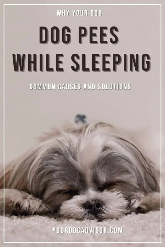 Why Your Dog Pees While Sleeping Common Causes and Solutions Your Dog Advisor