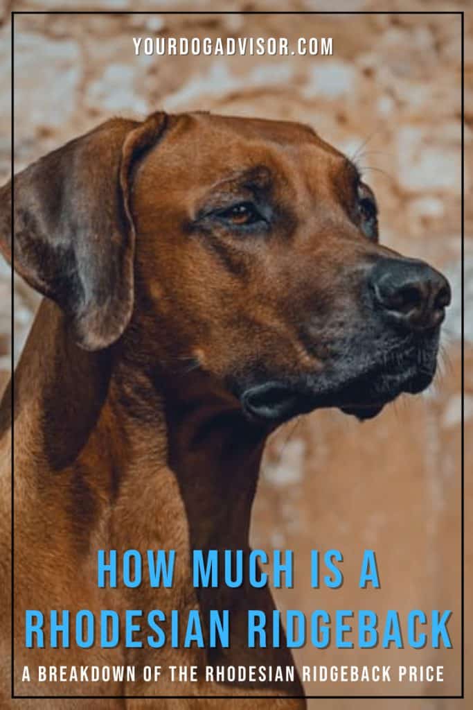 Rhodesian Ridgeback Price Guide How Much Is A Rhodesian Ridgeback