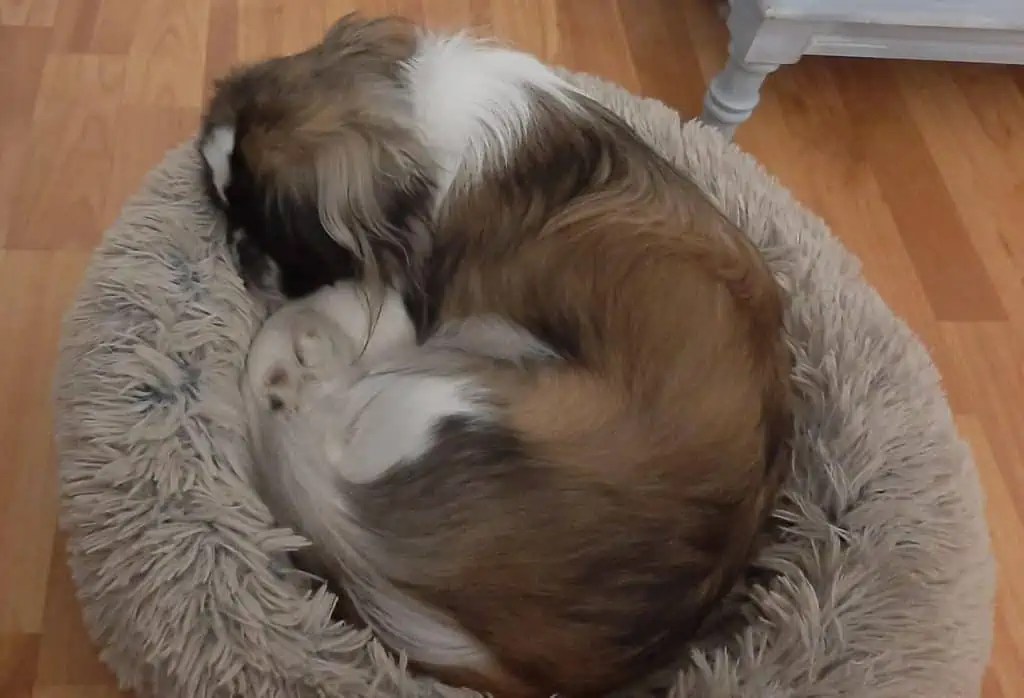 My Dog Won't Sleep Through the Night Anymore? How to Help Your Dog