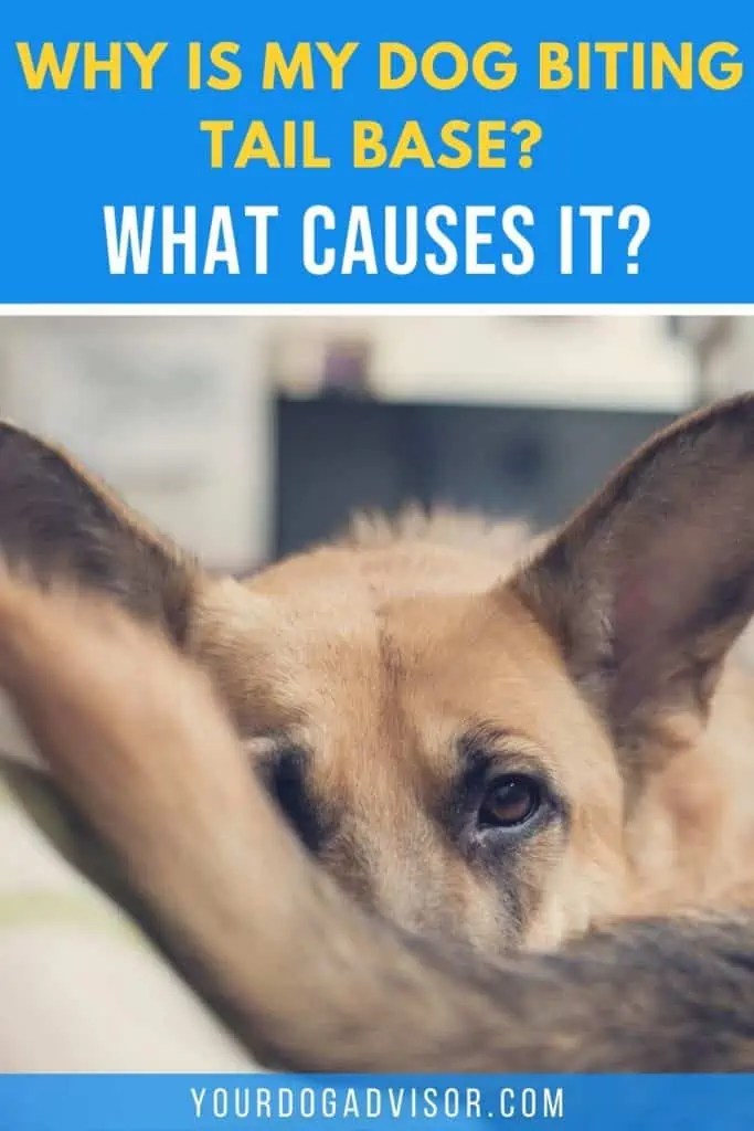 Why Is My Dog Biting Tail Base What Causes It? Your Dog Advisor