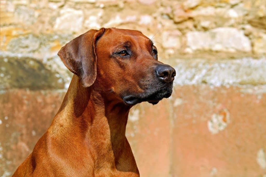 25 Most Aggressive Dog Breeds Your Dog Advisor