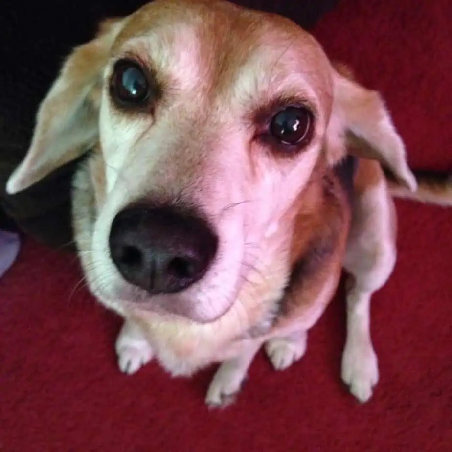 Why is My Dog Scared of Me? Causes and What to Do Your Dog Advisor