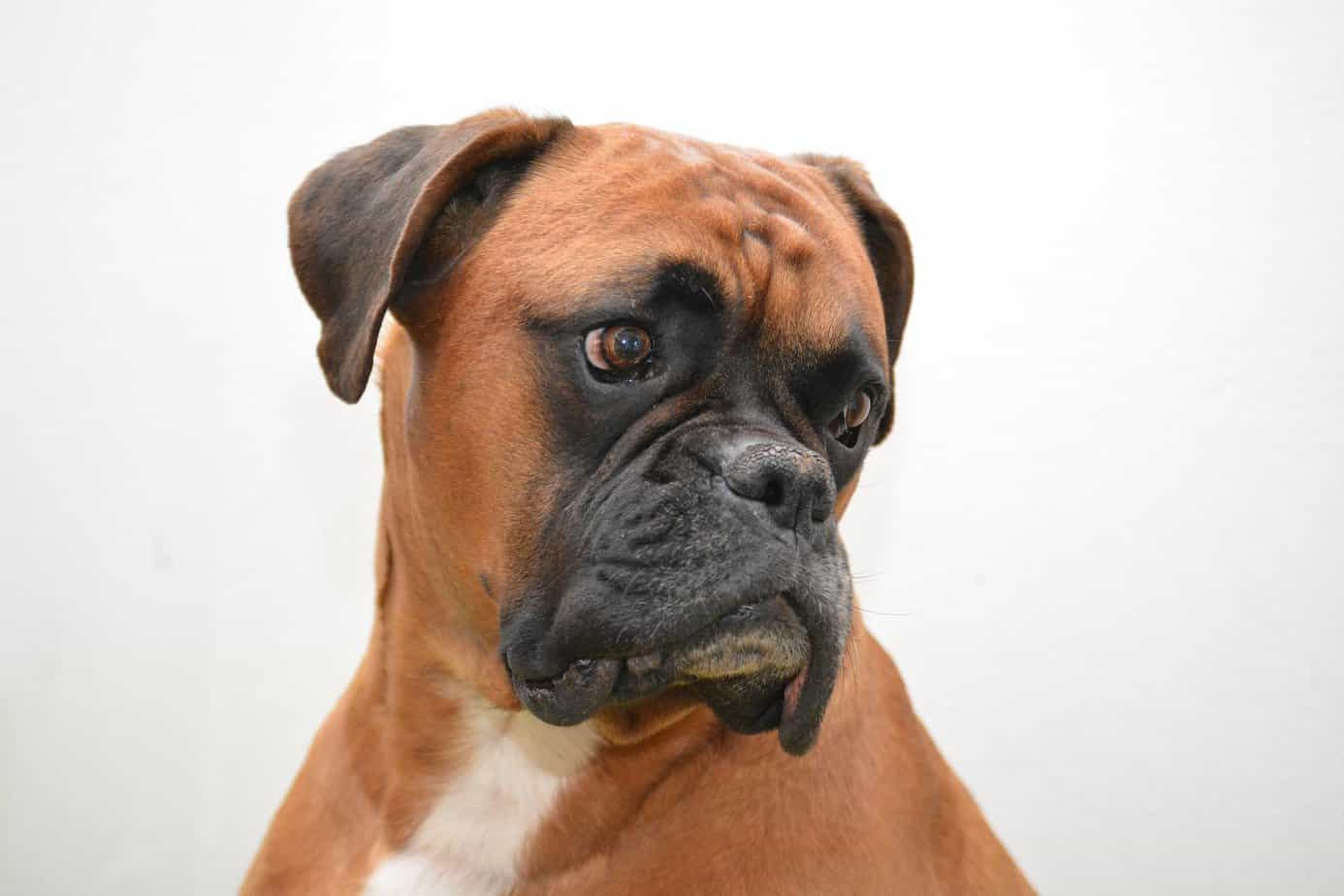 25 Most Aggressive Dog Breeds Your Dog Advisor