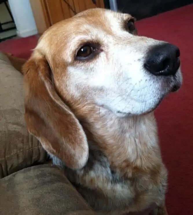 Why Does My Dog Put His Paw On Me? What Does It Mean? Your Dog Advisor