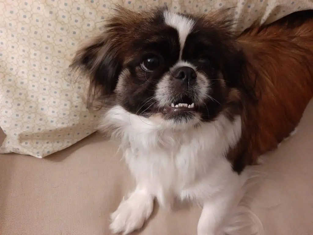 Why Does My Dog Put His Paw On Me? What Does It Mean? Your Dog Advisor