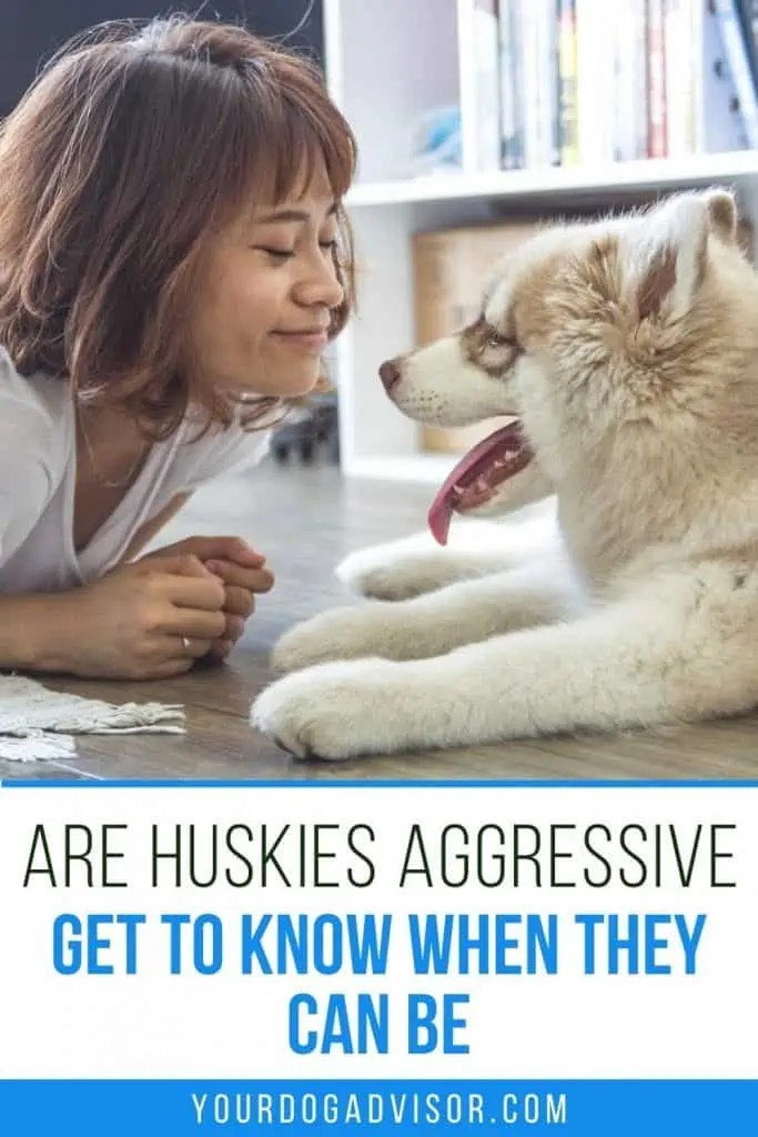 Are Huskies Aggressive? Get to Know When They Can Be Your Dog Advisor