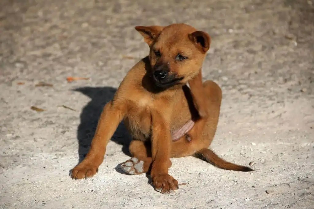 My Dog Won't Stop Itching? Causes and What to Do Your Dog Advisor