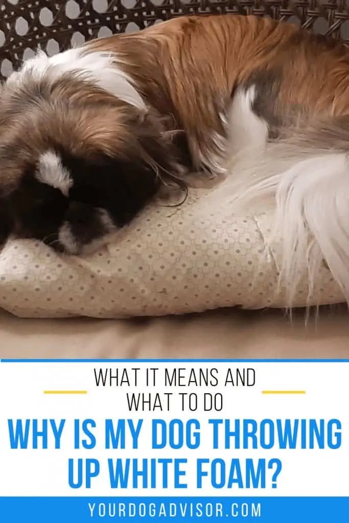 Why is My Dog Throwing up White Foam? What it Means and What to Do