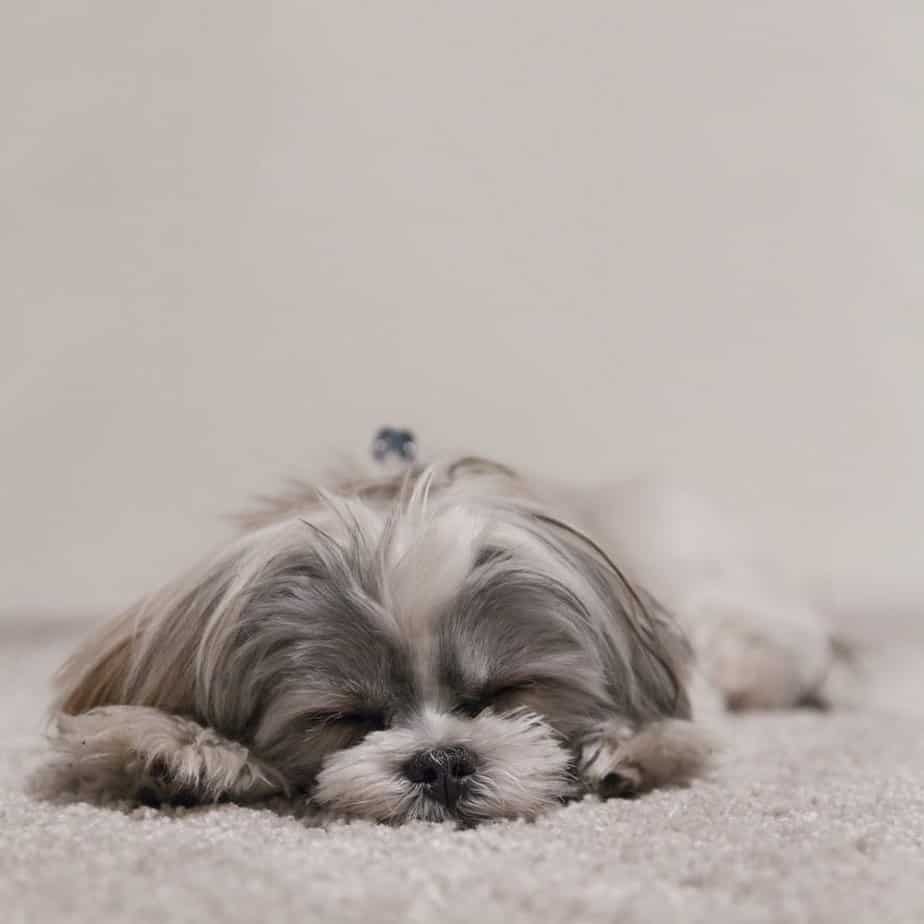 Ten Dog Sleeping Positions And What They Mean Your Dog Advisor