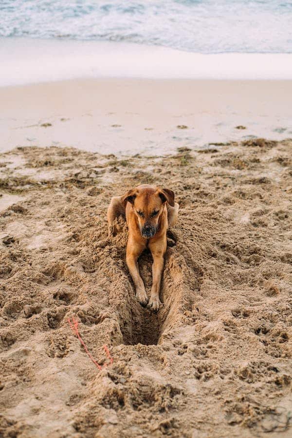 Best Dog Digging Repellent Your Dog Advisor