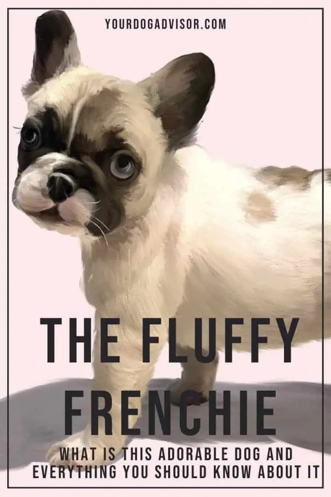 The Fluffy Frenchie What Is This Adorable Dog And Everything You