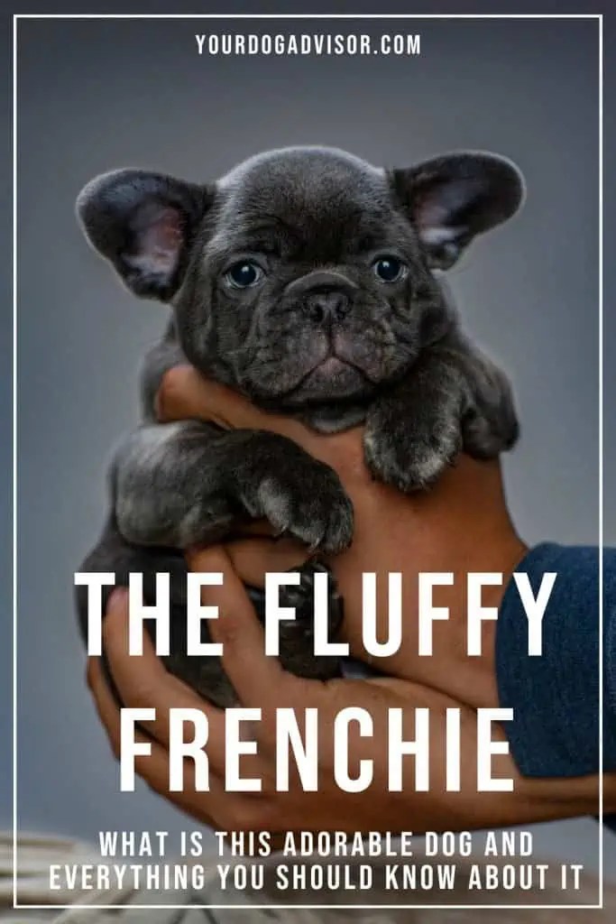 The Fluffy Frenchie What Is This Adorable Dog And Everything You
