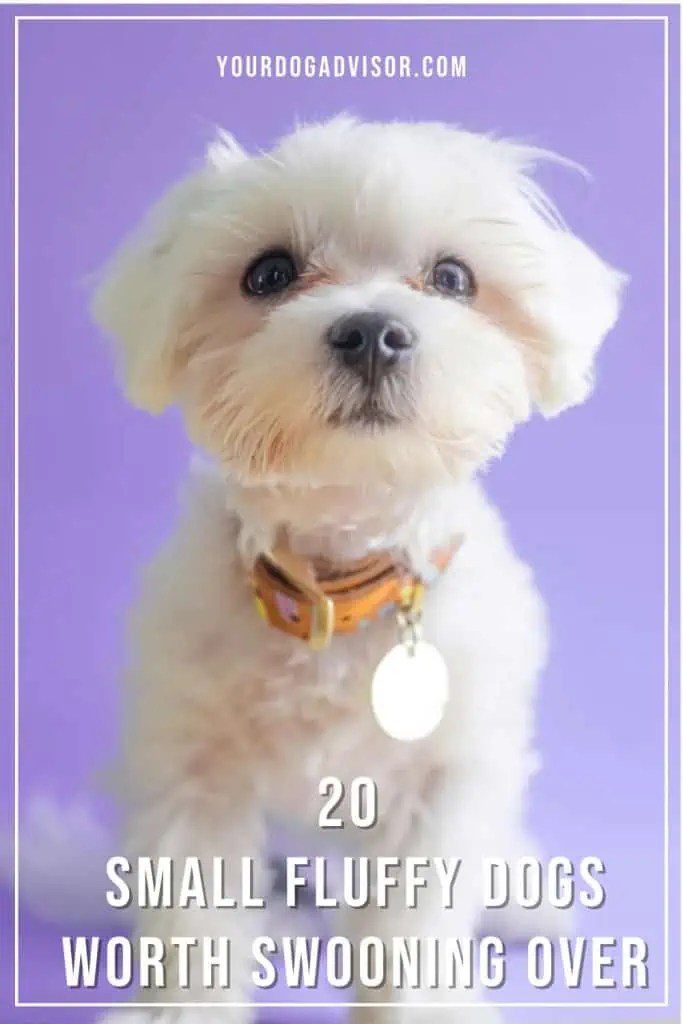 20 Small Fluffy Dogs Worth Swooning Over Your Dog Advisor