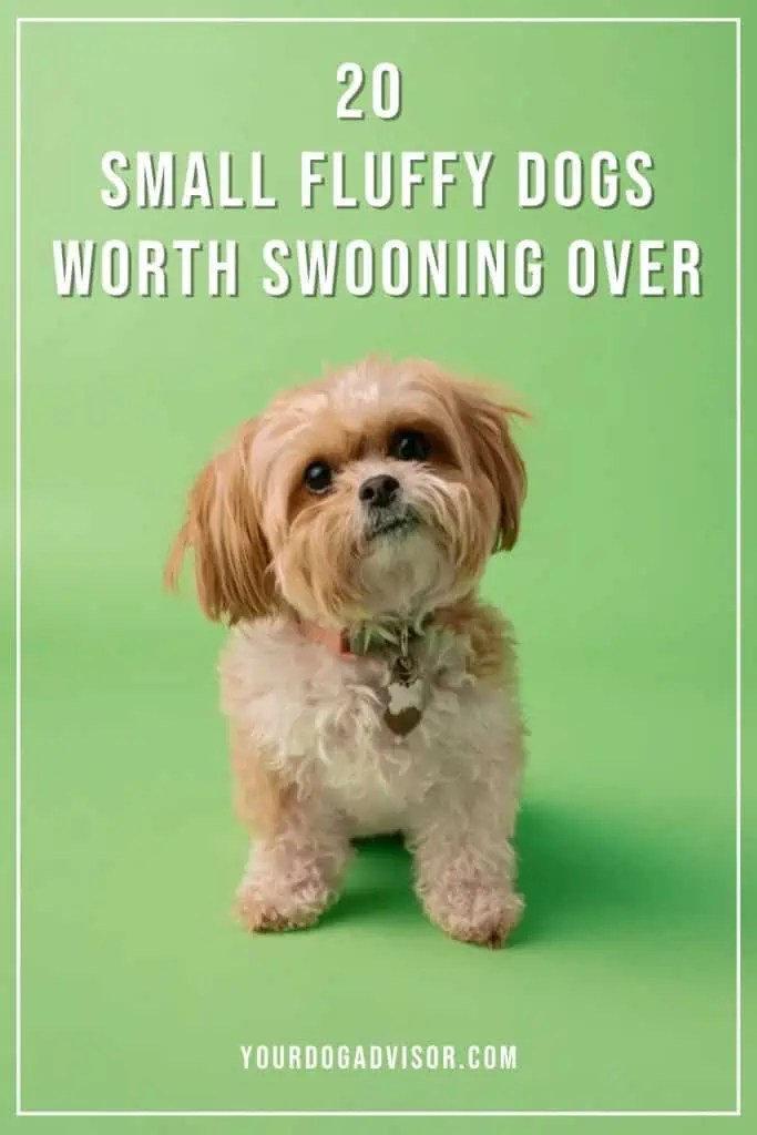 20 Small Fluffy Dogs Worth Swooning Over Your Dog Advisor