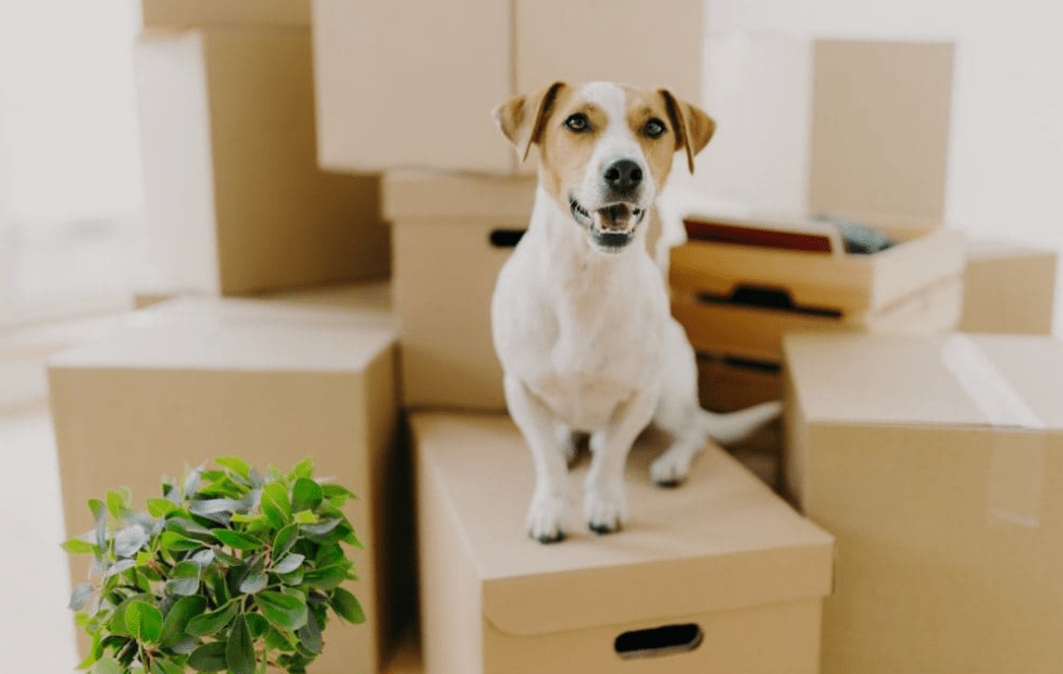 Three Things To Know When Choosing A Pets Mover Company