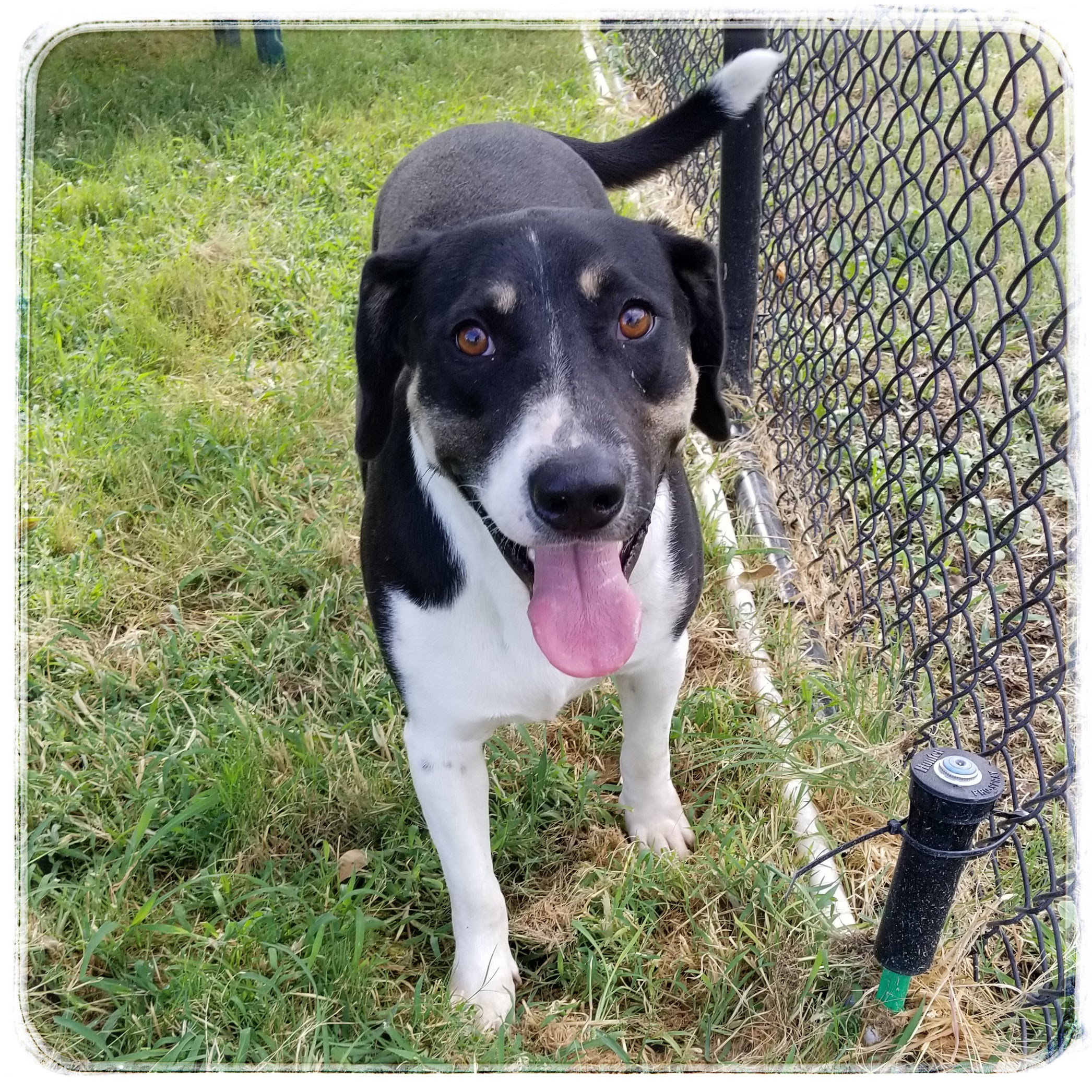 Telling Shelter Stories Shelter Stories